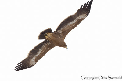 Steppe Eagle - Aquila nipalensis