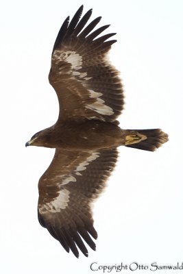 Steppe Eagle - Aquila nipalensis