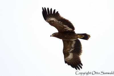 Steppe Eagle - Aquila nipalensis