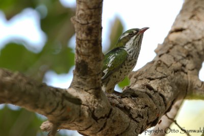 Dideric Cuckoo - Chrysococcyx caprius