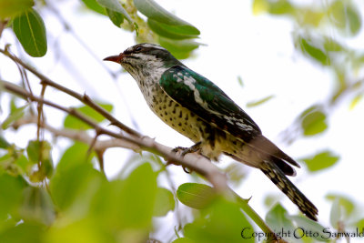 Dideric Cuckoo - Chrysococcyx caprius