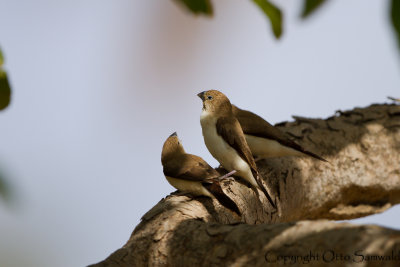 African Silverbill - Lonchura cantans