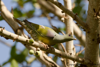 Bruces Green Pigeon - Treron waalia