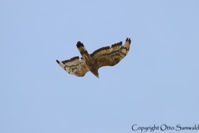 Crested Honey Buzzard - Pernis ptilorhynchus