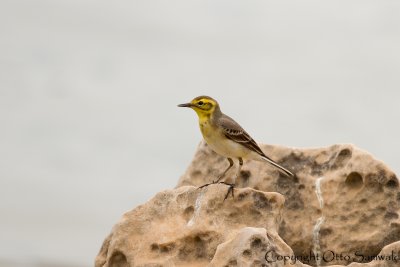 Citrine Wagtail - Motacilla citreola