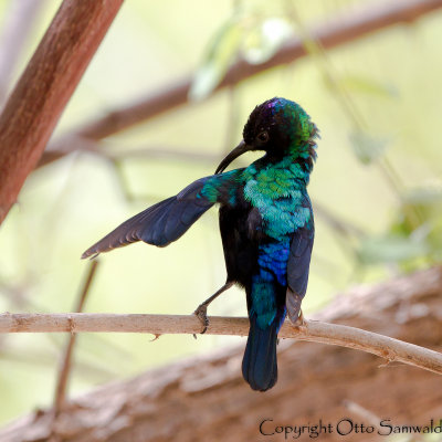 Shining Sunbird - Cinnyris habessinicus