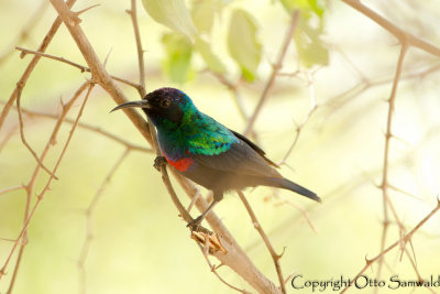 Shining Sunbird - Cinnyris habessinicus