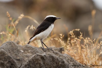 Arabian Wheatear - Oenanthe lugentoides