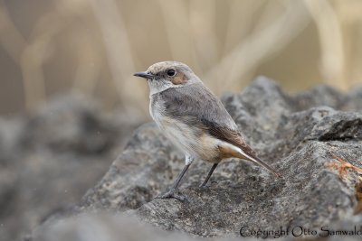 Arabian Wheatear - Oenanthe lugentoides