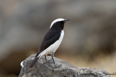 Arabian Wheatear - Oenanthe lugentoides