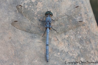 Epaulet Skimmer - Orthetrum chrysostigma