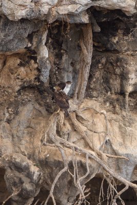 Bonelli´s Eagle - Aquila fasciata