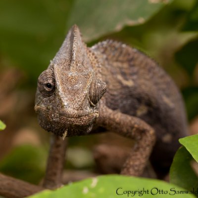 Arabian Chameleon - Chamaeleo arabicus