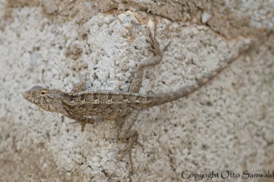 Changeable Lizard - Calotes versicolor