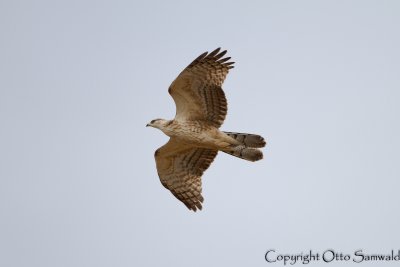 Crested Honey Buzzard - Pernis ptilorhynchus