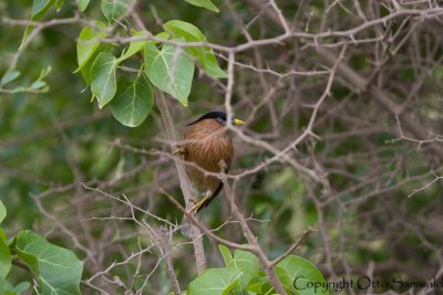 Brahminy Starling - Sturnia pagodarum