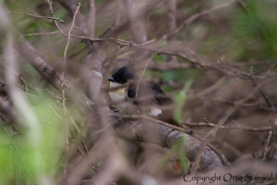 Pied Cuckoo - Oxylophus jacobinus
