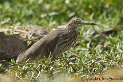 Indian Pond Heron - Ardeola grayii