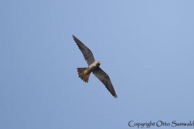 Sooty Falcon - Falco concolor