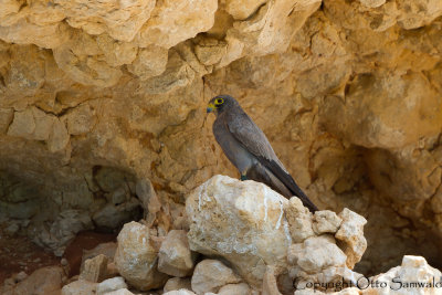 Sooty Falcon - Falco concolor