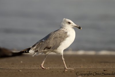 Caspian Gull - Larus cachinnans