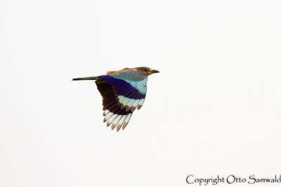 Indian Roller - Coracias benghalensis