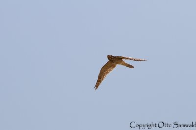 European Nightjar - Caprimulgus europaeus