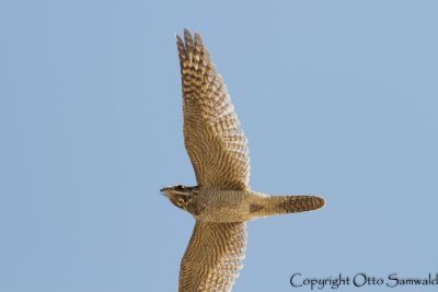European Nightjar - Caprimulgus europaeus