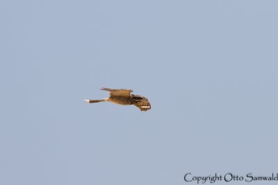 European Nightjar - Caprimulgus europaeus