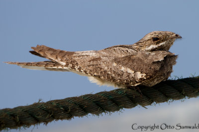 European Nightjar - Caprimulgus europaeus