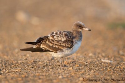 Sooty Gull - Larus hemprichii