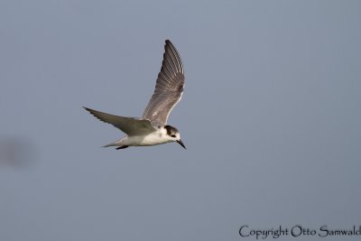 Whiskered Tern - Chlidonias hybrida