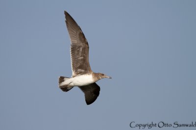 Sooty Gull - Larus hemprichii