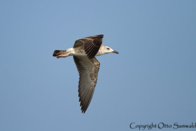 Heuglin´s Gull - Larus heuglini