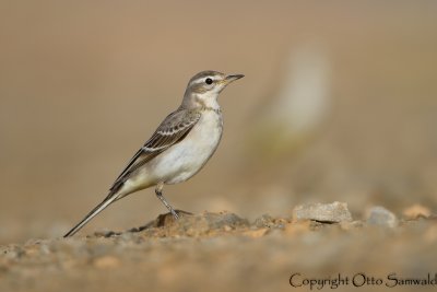 Yellow Wagtail - Motacilla flava