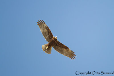 Marsh Harrier - Circus aeruginosus