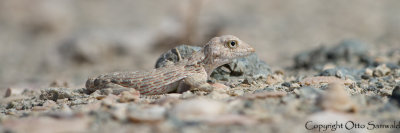Carter´s Rock Gecko - Pristurus cateri