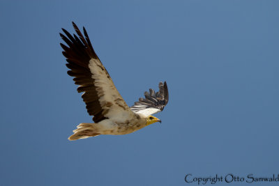 Egyptian Vulture - Neophron percnopterus