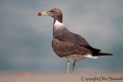 Sooty Gull - Larus hemprichii