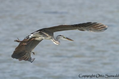 Grey Heron - Ardea cinerea