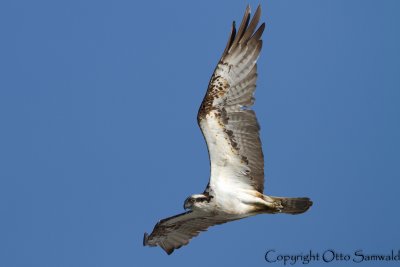 Osprey - Pandion haliaetus