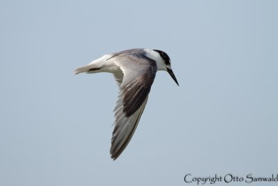 Saunders´s Tern - Sterna saundersi