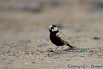 Black-crowned Sparrow-Lark - Eremopterix nigriceps