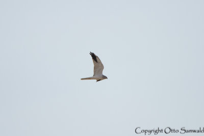 Pallid Harrier - Circus macrourus