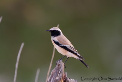 Desert Wheatear - Oenanthe deserti