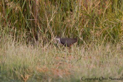 White-breasted Waterhen - Amaurornis phoenicurus