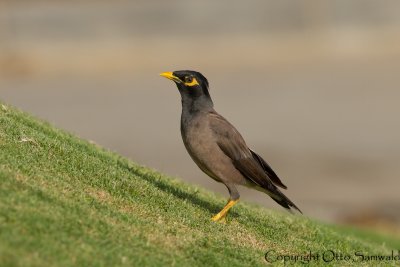 Common Mynah - Acridotheres tristis