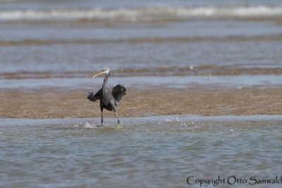Western Reef Heron - Egretta gularis