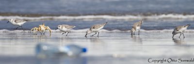 Sanderling - Calidris alba