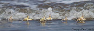 Ghostcrab - Ocypode saratan